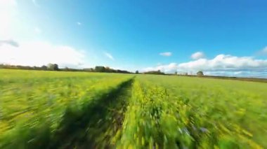 FPV Sinema Düşük İrtifa Uçuşu Yaban Çiçekleri ve İngiltere 'de Canlı Yeşil Yaz Çayırları Üzerinde