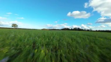 FPV Sinema Düşük İrtifa Uçuşu Yaban Çiçekleri ve İngiltere 'de Canlı Yeşil Yaz Çayırları Üzerinde