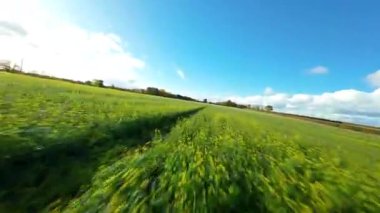 FPV Sinema Düşük İrtifa Uçuşu Yaban Çiçekleri ve İngiltere 'de Canlı Yeşil Yaz Çayırları Üzerinde