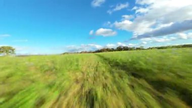 FPV Sinema Düşük İrtifa Uçuşu Yaban Çiçekleri ve İngiltere 'de Canlı Yeşil Yaz Çayırları Üzerinde