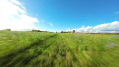 FPV Sinema Düşük İrtifa Uçuşu Yaban Çiçekleri ve İngiltere 'de Canlı Yeşil Yaz Çayırları Üzerinde