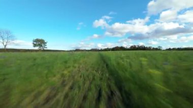 FPV Sinema Düşük İrtifa Uçuşu Yaban Çiçekleri ve İngiltere 'de Canlı Yeşil Yaz Çayırları Üzerinde