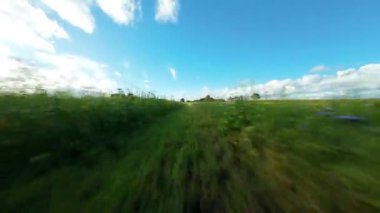 FPV Sinema Düşük İrtifa Uçuşu Yaban Çiçekleri ve İngiltere 'de Canlı Yeşil Yaz Çayırları Üzerinde