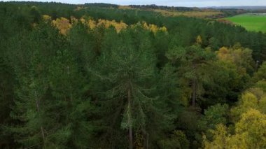 Nottinghamshire 'daki Sherwood Ormanı' nın sonbahar havası canlı sonbahar renklerine ve antik meşe ağaçlarına ev sahipliği yapıyor..