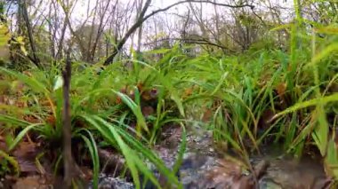 Güneşle ıslanmış sonbahar ormanlarında altın yapraklarla yürüyen etkileyici bir POV.