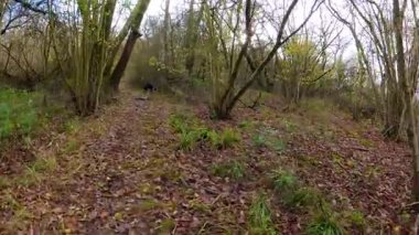 Güneşle ıslanmış sonbahar ormanlarında altın yapraklarla yürüyen etkileyici bir POV.