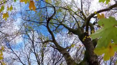 Güneşle ıslanmış sonbahar ormanlarında altın yapraklarla yürüyen etkileyici bir POV.