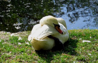 Beyaz Kuğu gölün kıyısında güneş ışığı altında uyku