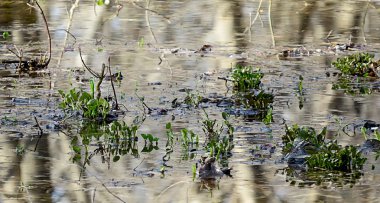 Bahar yüksek su ve bahar campanula'lar park yansıma ağaçlar bir arka plan üzerinde lahanası