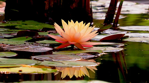 Bellissimo loto rosa e giallo sorge sopra le grandi foglie verdi e si riflette nell'acqua dello stagno — Foto Stock