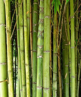 Yeşil Bambu bir koruda kaynaklanıyor