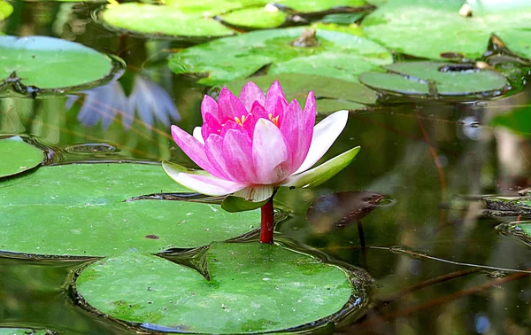 Loto rosa brillante con estambres amarillos en el fondo de un estanque y grandes hojas verdes —  Fotos de Stock