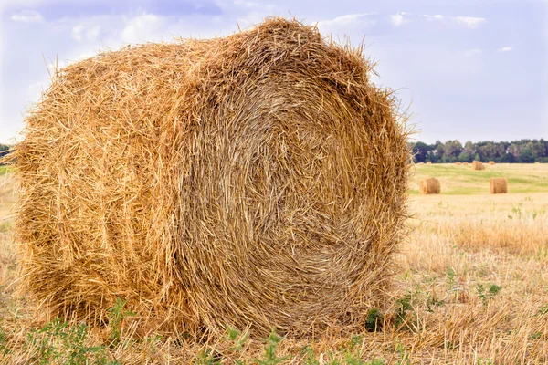 Dry hay stacks on countryside field during harvest time — Stock Photo, Image