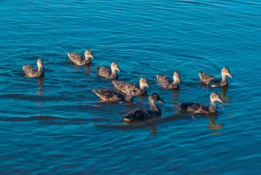 Ördek ailesi gölde yüzüyor
