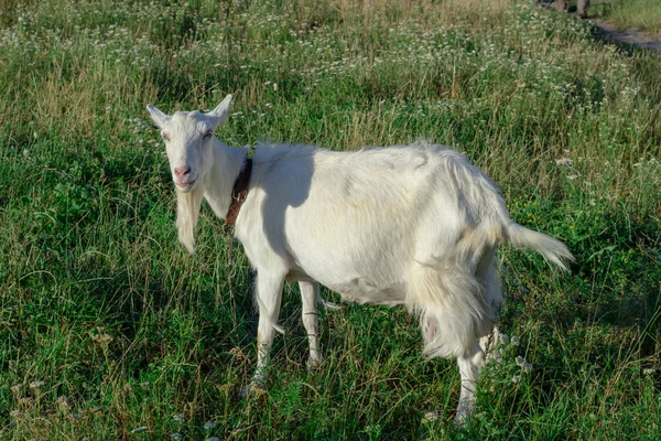 Chèvre blanche dans la prairie du village — Photo