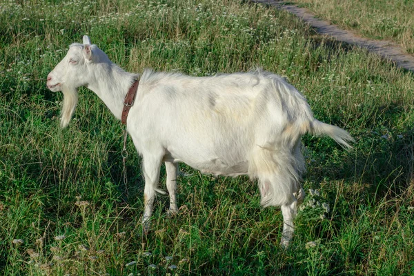La chèvre blanche est à l'herbe sur le champ du village — Photo