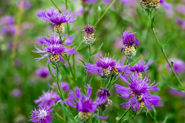 Fondo floral natural de los acianos del prado — Foto de Stock