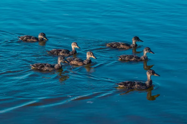 Flotteurs famille canard sur le lac — Photo