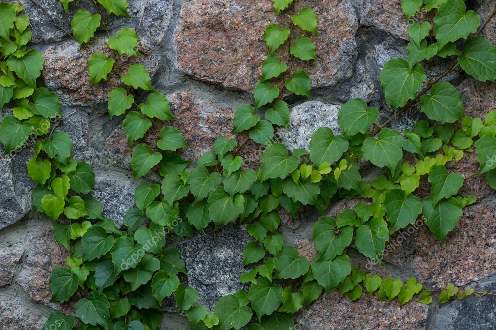 グリーンのアイビーの蔓がレンガ壁の背景に登る ストック写真 C Veraverano