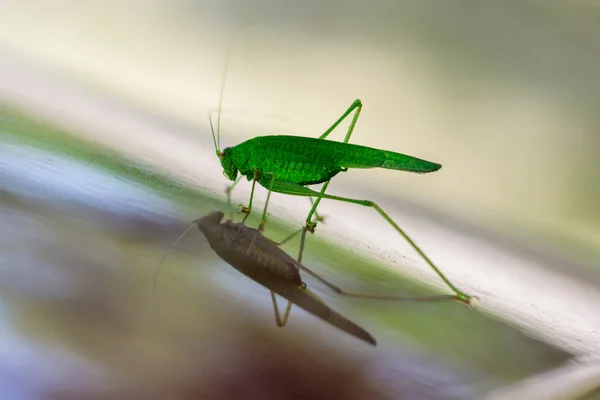 Green grasshopper reflecting in glossy surface — Stock Photo, Image