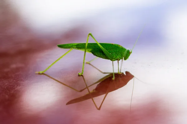 Green grasshopper reflects in red glossy surface — Stock Photo, Image