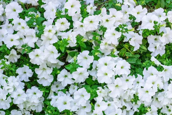 Kwiatowe tło obfitej ilości białych kwiatów Petunia — Zdjęcie stockowe