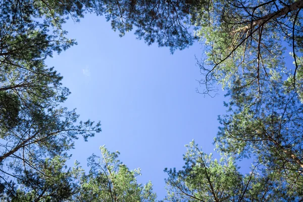 Contiferous bomen tops look-up aan de blauwe hemel — Stockfoto