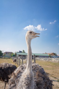 Devekuşu kuş Devekuşu çiftliği kırsal üzerinde açık Gaga ile