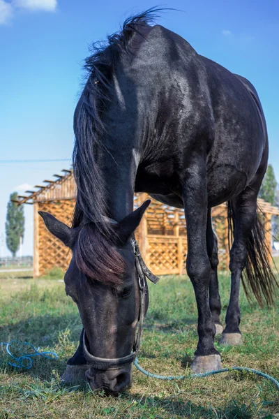 黒い馬は農場で草で給餌します。 — ストック写真