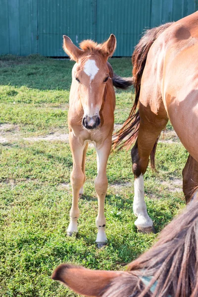 フォウルの農場で緑の芝生の上の馬の母親が近く — ストック写真