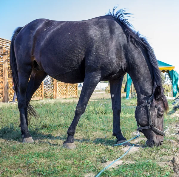 黒い馬のファーム田舎でフィードします。 — ストック写真