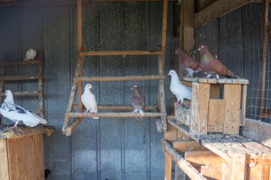 Pigeons sit on perches at farm roost countryside clipart