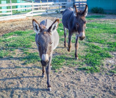 Eşekler yürüyüş hayvan çiftliği kırsal