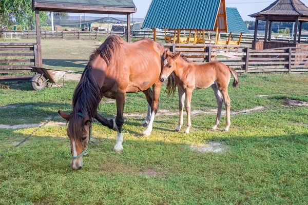 小さな馬の子馬および緑の草を食べて母 — ストック写真