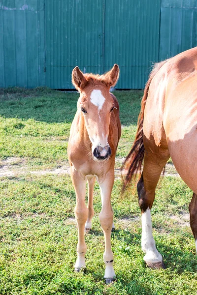 農場で緑の芝生の上の母の近くの小さな馬馬 — ストック写真