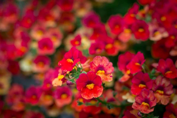 Kwiatowe Tło Czerwone Letnie Kwiaty Bliska — Zdjęcie stockowe