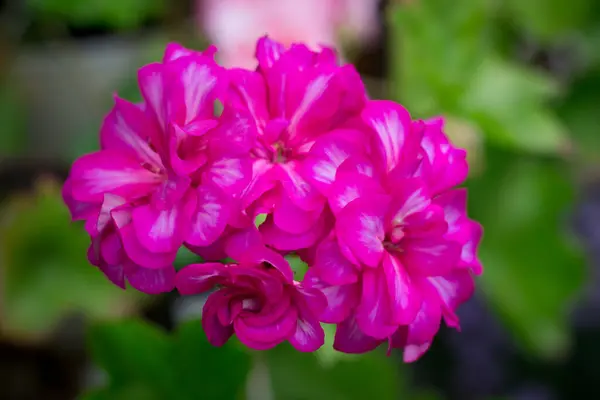 Szczelnie Kwitnący Fioletowy Różowy Kwiat Ogrodowy — Zdjęcie stockowe