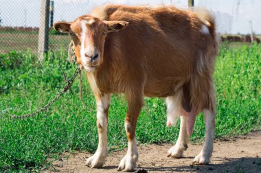 Kırsal alanda köy yolunda dikilen kırmızı keçi otlarla besleniyor.