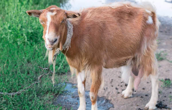 Vuxen Inhemsk Röd Get Står Byvägen Landsbygden Betesmark Medan Livnär — Stockfoto