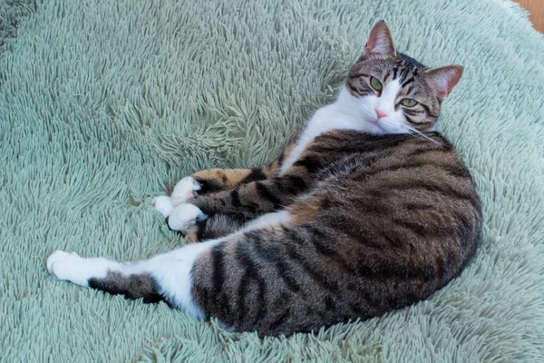 Domestic Pet Cat Green Eyes Striped Fur Lying Green Palace — Stock Photo, Image