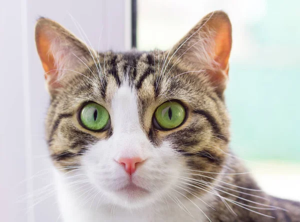 Retrato Primer Plano Gato Rayas Domésticas Con Ojos Verdes — Foto de Stock