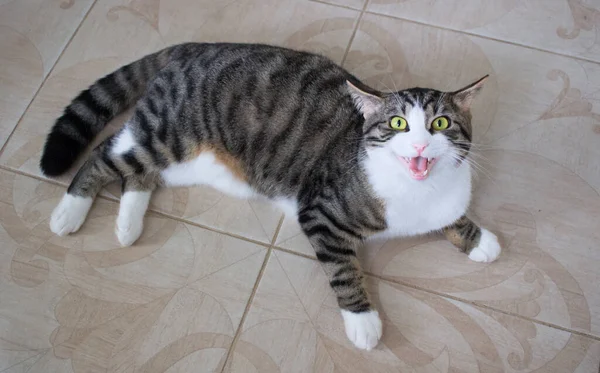 Husdjur Katt Med Ljusa Gröna Ögon Ligger Golvet Hotfullt Jamande — Stockfoto