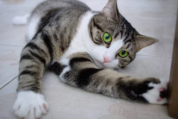 Primer Plano Del Gato Doméstico Con Ojos Verdes Brillantes Acostado —  Fotos de Stock