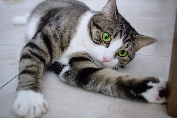 Gros Plan Chat Domestique Avec Des Yeux Vert Vif Couché — Photo