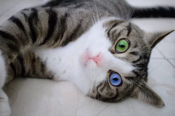 Gato Doméstico Mascota Con Brillante Multicolor Azul Verde Ojos Encuentra —  Fotos de Stock