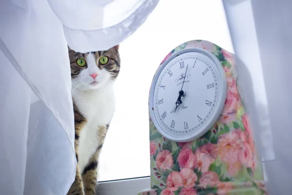 집고양이는 꽃시계 근처에 커튼이 창턱에 — 스톡 사진