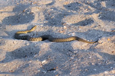 Tehlikeli zehirli yılan yılanı Vipera Renardi Karadeniz sahilinde