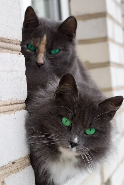 Detailní Záběr Dvou Šedých Chlupatých Koček Zelenýma Očima Okně — Stock fotografie