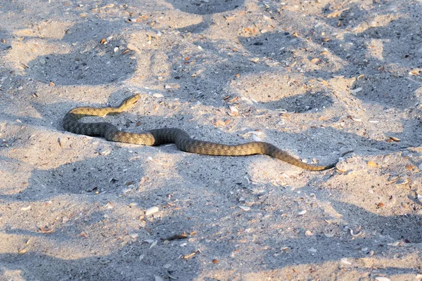 Niebezpieczny Jadowity Żmija Płazów Vipera Renardi Czarnomorskiej Plaży — Zdjęcie stockowe