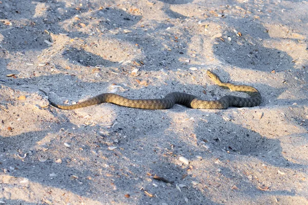 Veszélyes Mérgező Kígyó Vipera Vipera Renardi Fekete Tenger Partján Homok — Stock Fotó